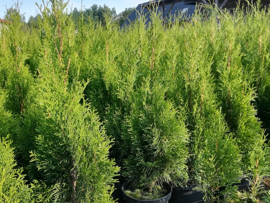 Tuja Thuja Szmaragd żywotnik zachodni