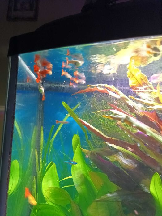 Gupiki czerwone - samce.