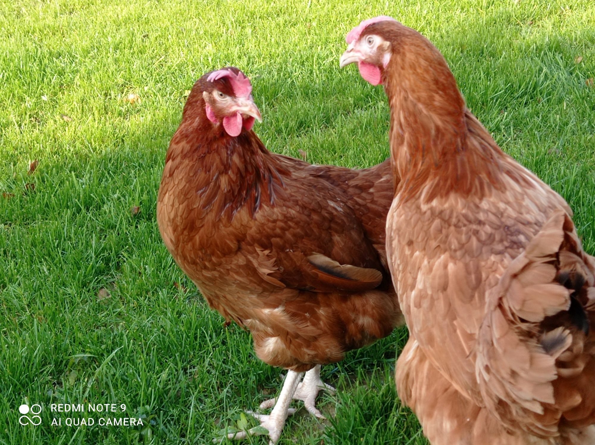 Rossa kurki już niosą młode nioski  kokoszki rosa leghorn zielononóżki