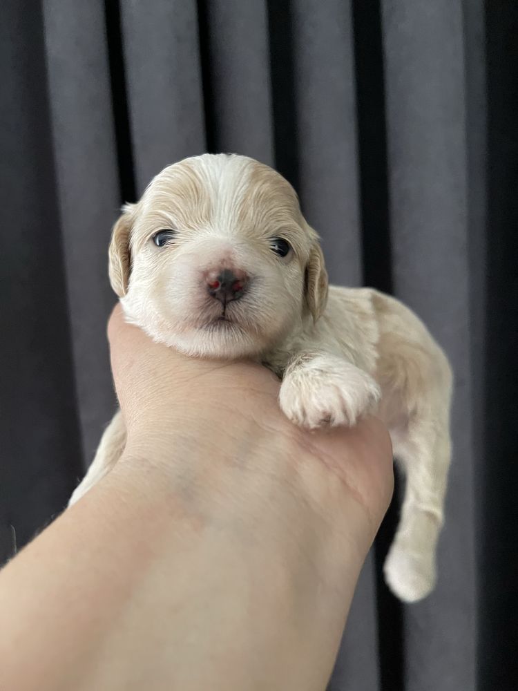 Maltipoo MINI Samiec F1