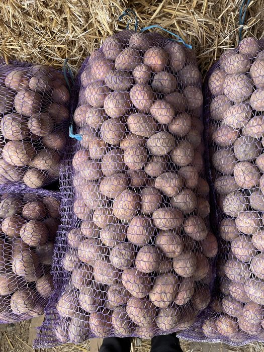 Картопля насінева Ред Скарлет