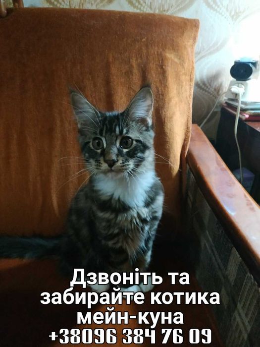 Забирайте маленьких мейнкунят!