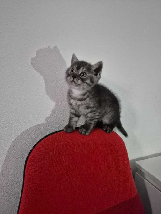 Gatinho Scotish Straight