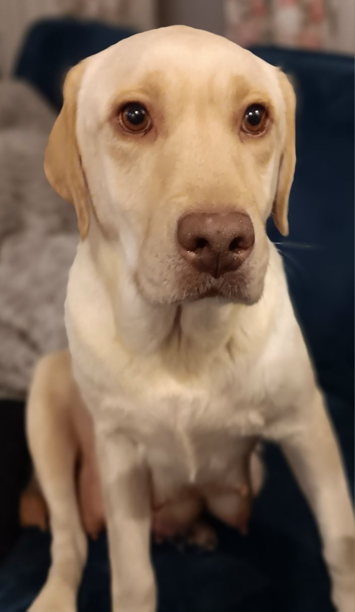 Labrador Retriever szczenie po ojcu Pochodzenia FCI