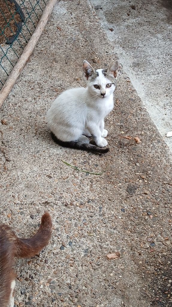 Gatos para adoção