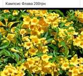 Продаю сортовий кампсис. Жовтий та помаранчевий