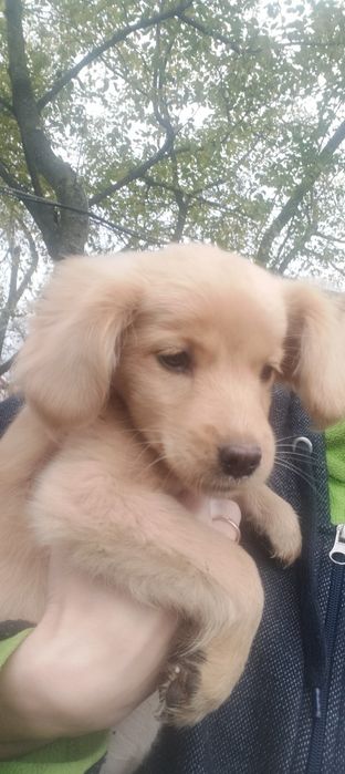 Віддам в добрі руки цуценят метисів Кокерспанієля