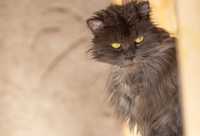 шикарный кот серый Хаггрид, молодой котик 2 года