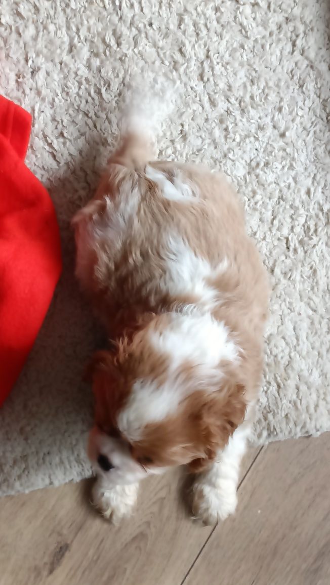 Cavalier King Charles spaniel pies