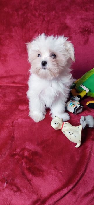 Класнюча  мальтезе дівчинка! Високі крові