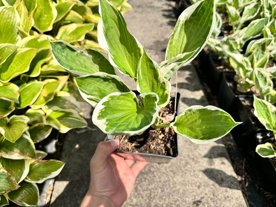 Funkia Hosta 'Patriot' W DONICZCE, BIAŁO ZIELONE LIŚCIE Dekoracyjna