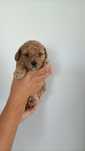 Maltipoo F1B piesek ciemny red