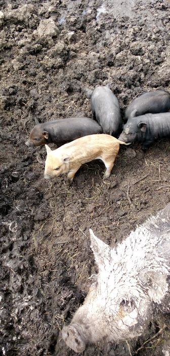 Продам поросят харьковская обл