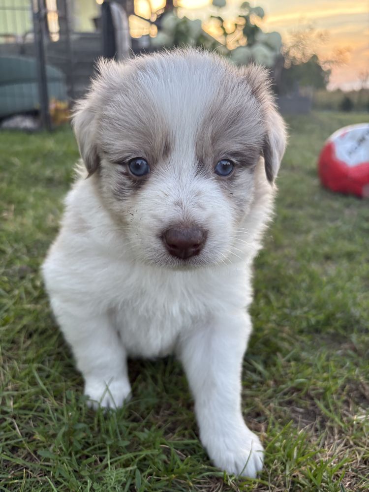 Border Collie Red Merle suczka