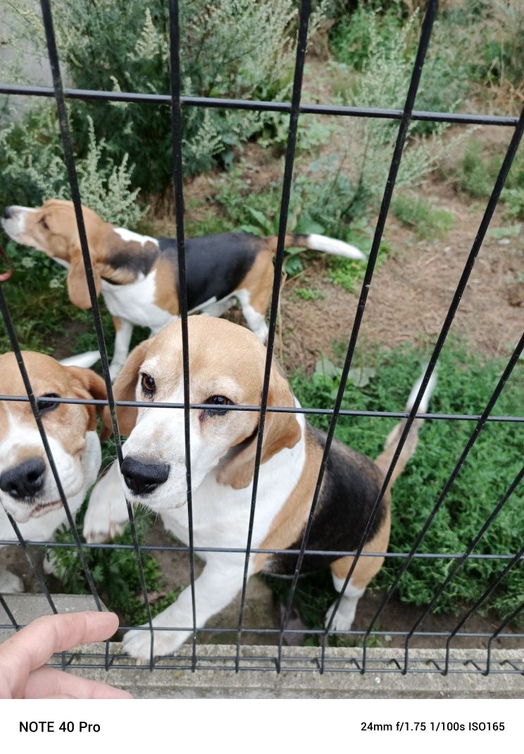 Beagle Beagle suka