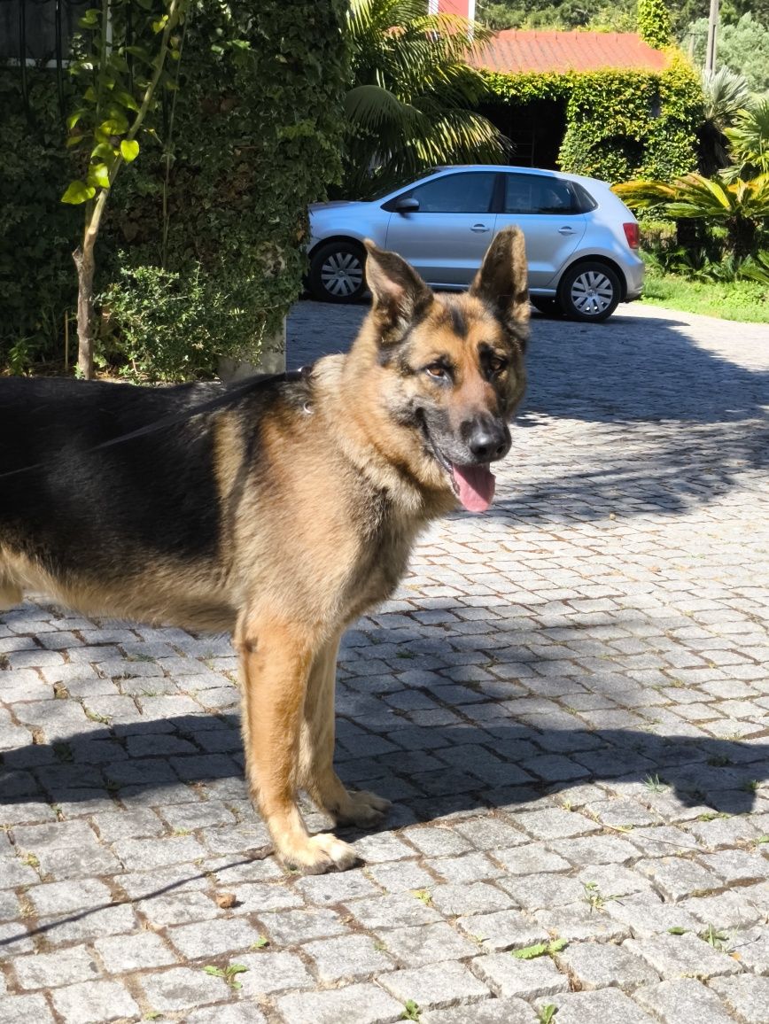 Pastor Alemão para Dar