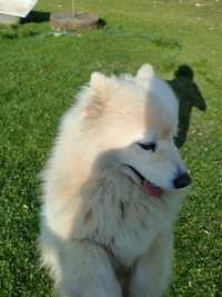 Samoyed sunia trzy letnia