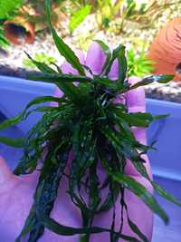 Roślina Microsorium Trident