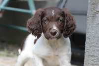 Suczka Munsterlander Mały (nie border collie seter cocker spaniel)