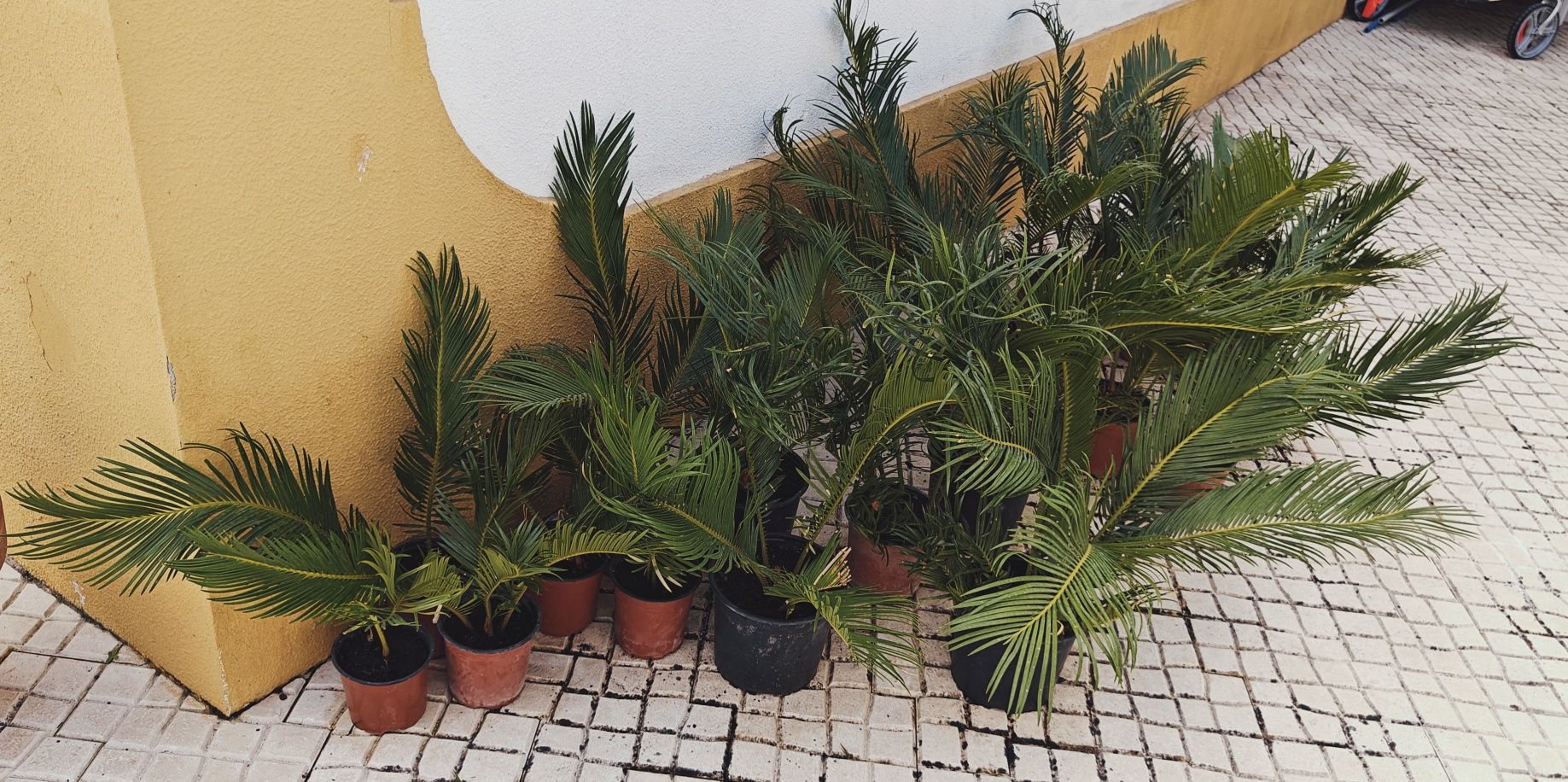 Vendo Cicas em vaso