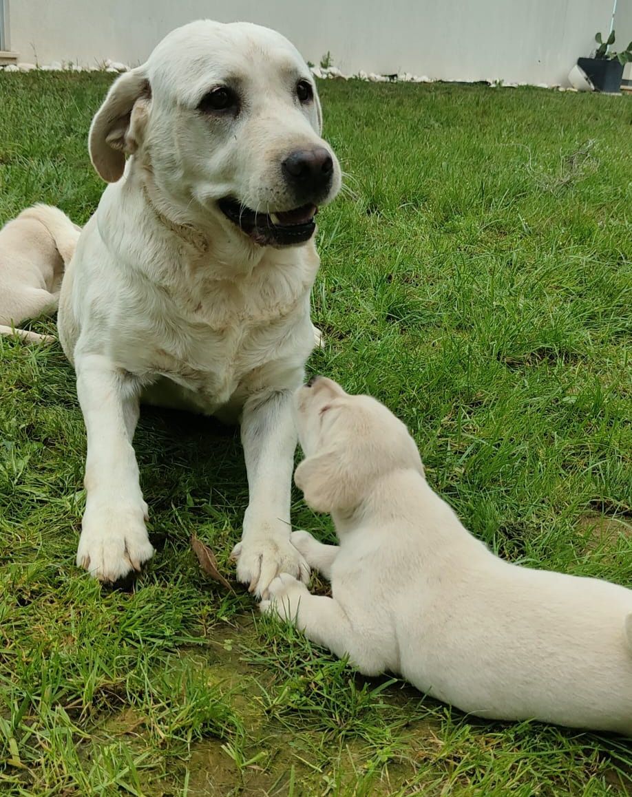 Labrador Retriever