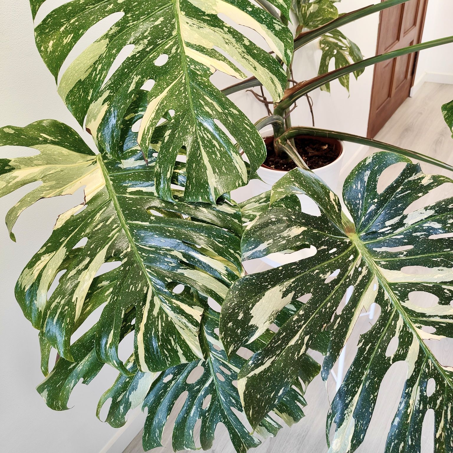 Monstera Thai constellation // planta rara