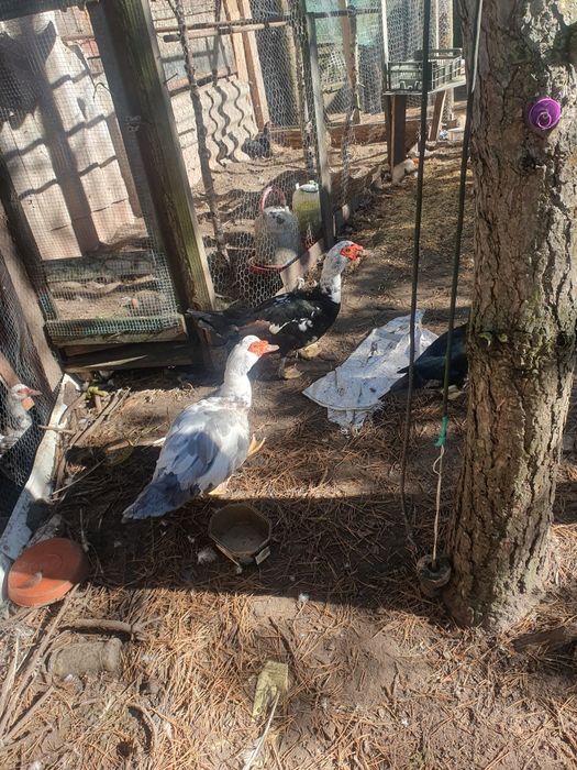 Sprzedam gołębie ozdobne