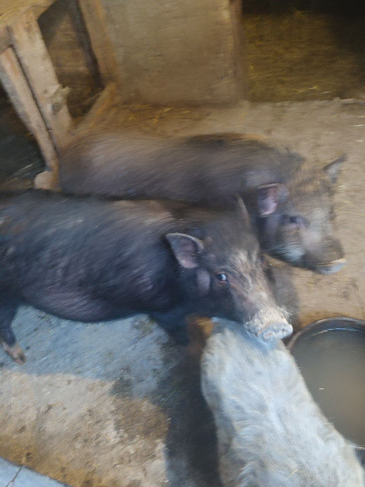 Продам В'єтнамських свинок