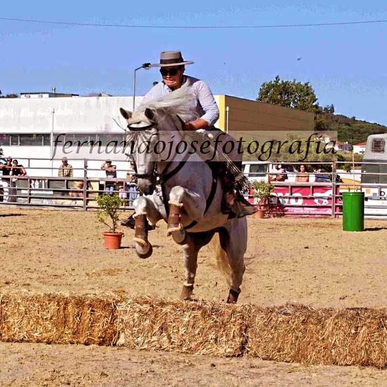 Vendo ou Troco cavalo
