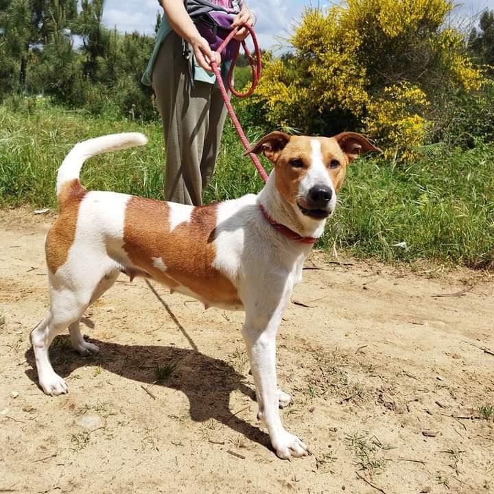 Marita- cachorra de porte médio para adoção