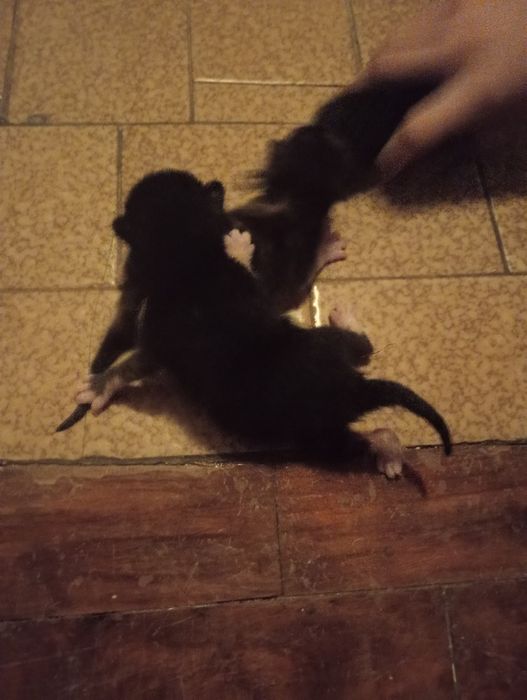 4 crias de gatos bebés