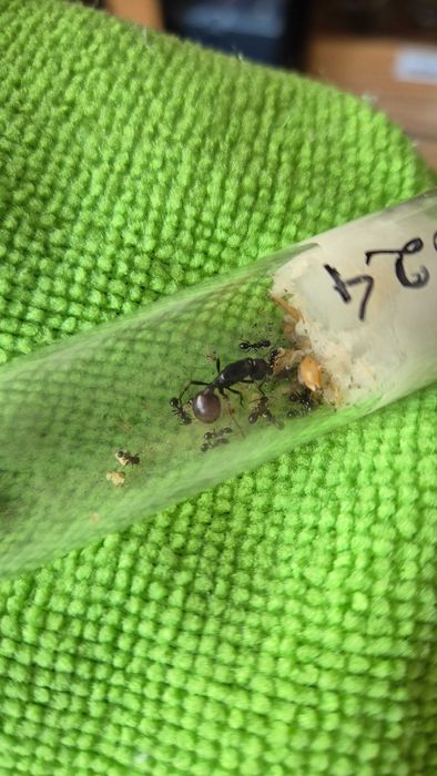 Messor Barbarus - Rainha com colónia