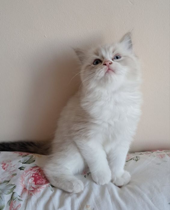 Biały słodziak kocurek Ragdoll