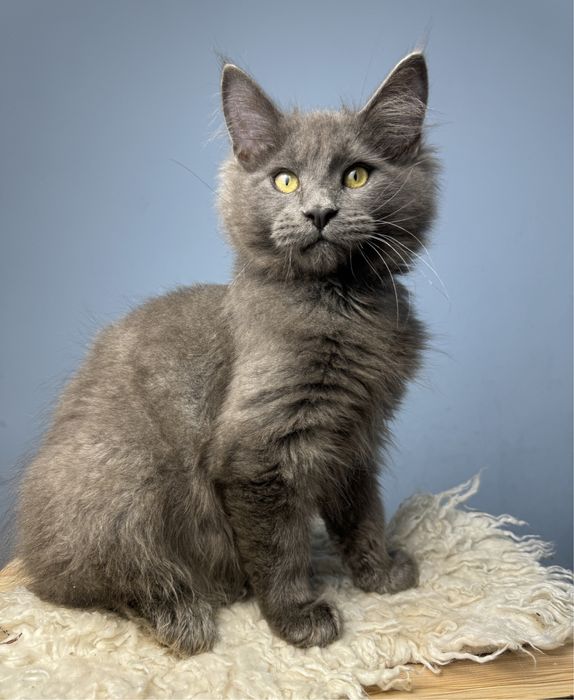 Котёнок мейн-кун мальчик 3 месяца редкий окрас голубой солид