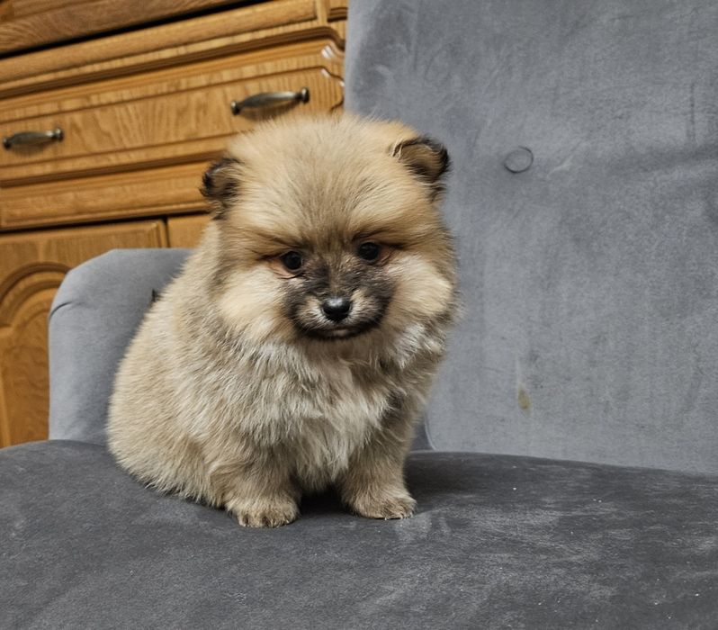 Szpic miniaturowy pomeranian suczka