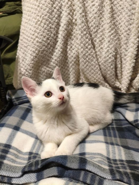 Spójrz w te oczy i podaruj dom. Wspaniałe koty czekają na Ciebie!