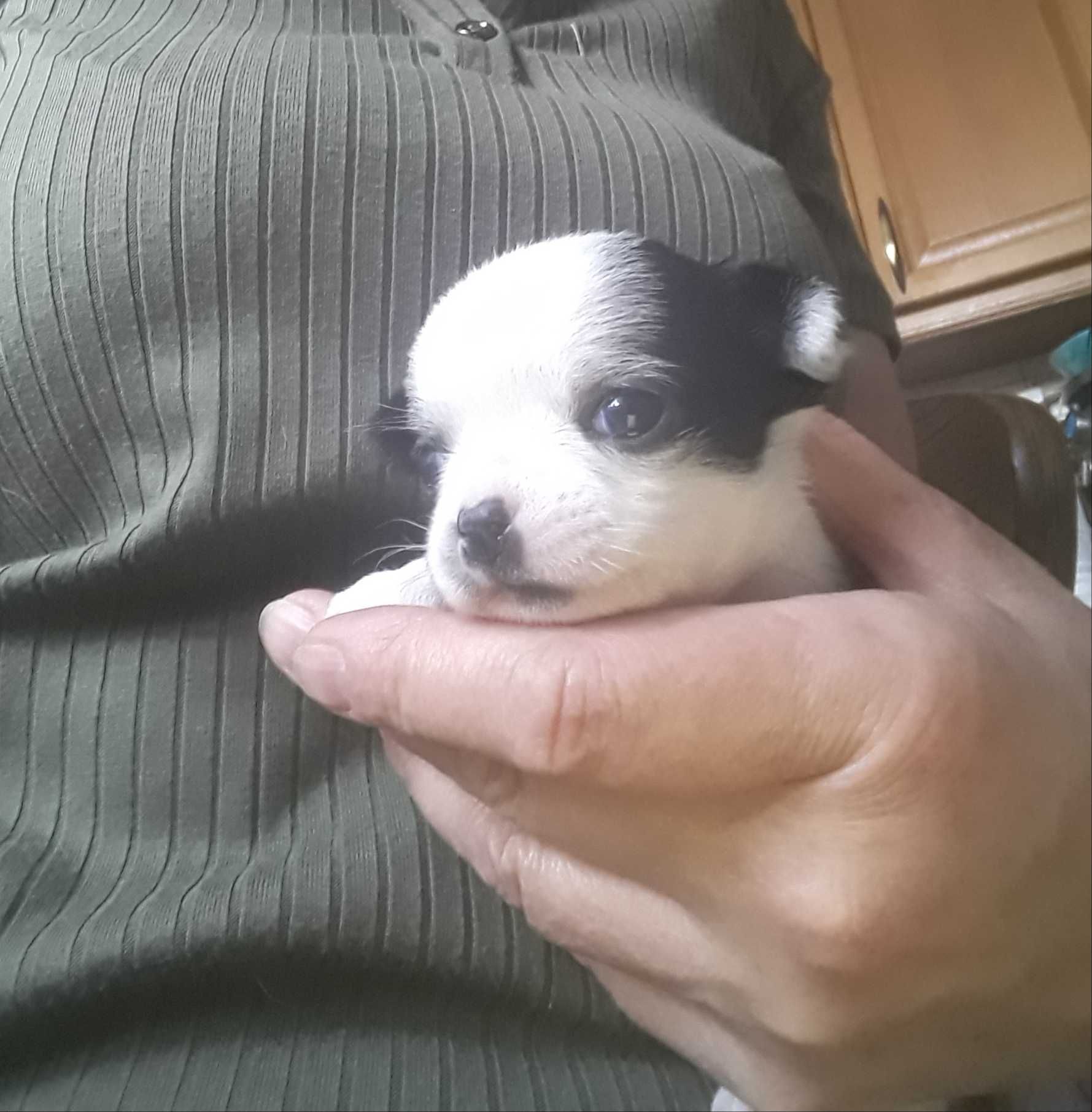 Chihuahua - suczka - szczenię do rezerwacji