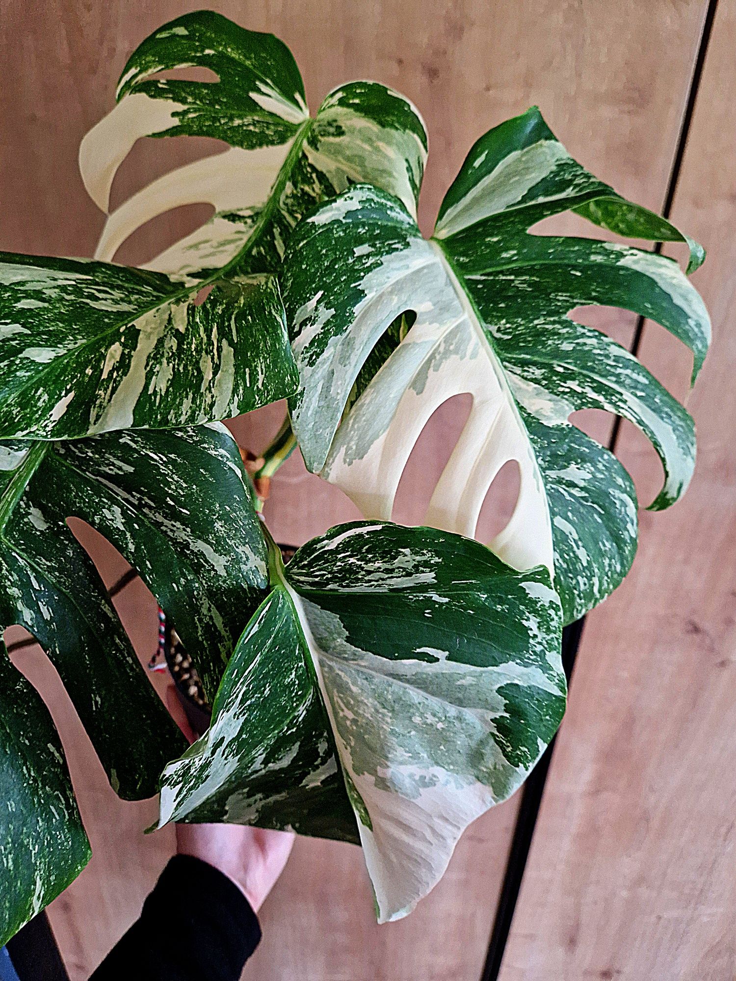 Monstera variegata