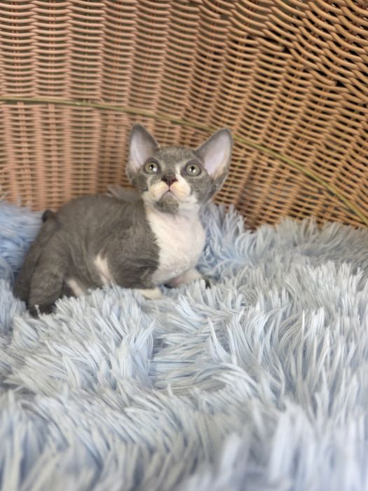 Śliczny kocurek Devon rex