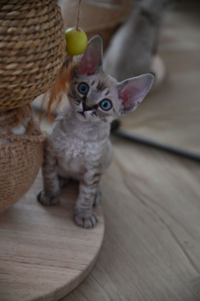 Kocurek Devon Rex
