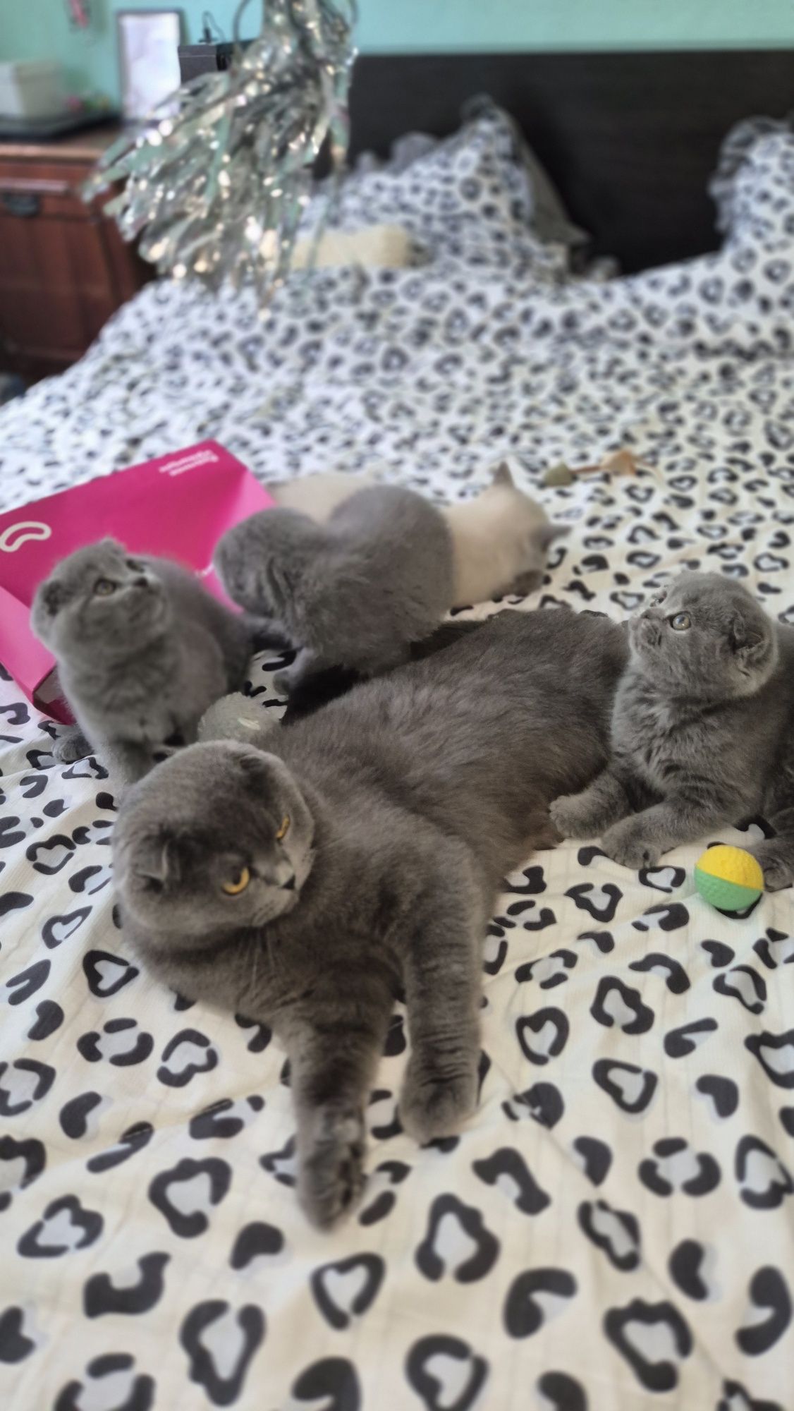 Продам Шотланские веслоухие котята  мальчики и девочки