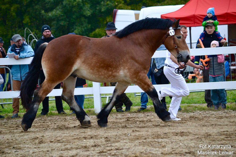 Sprzedam młodego ogiera