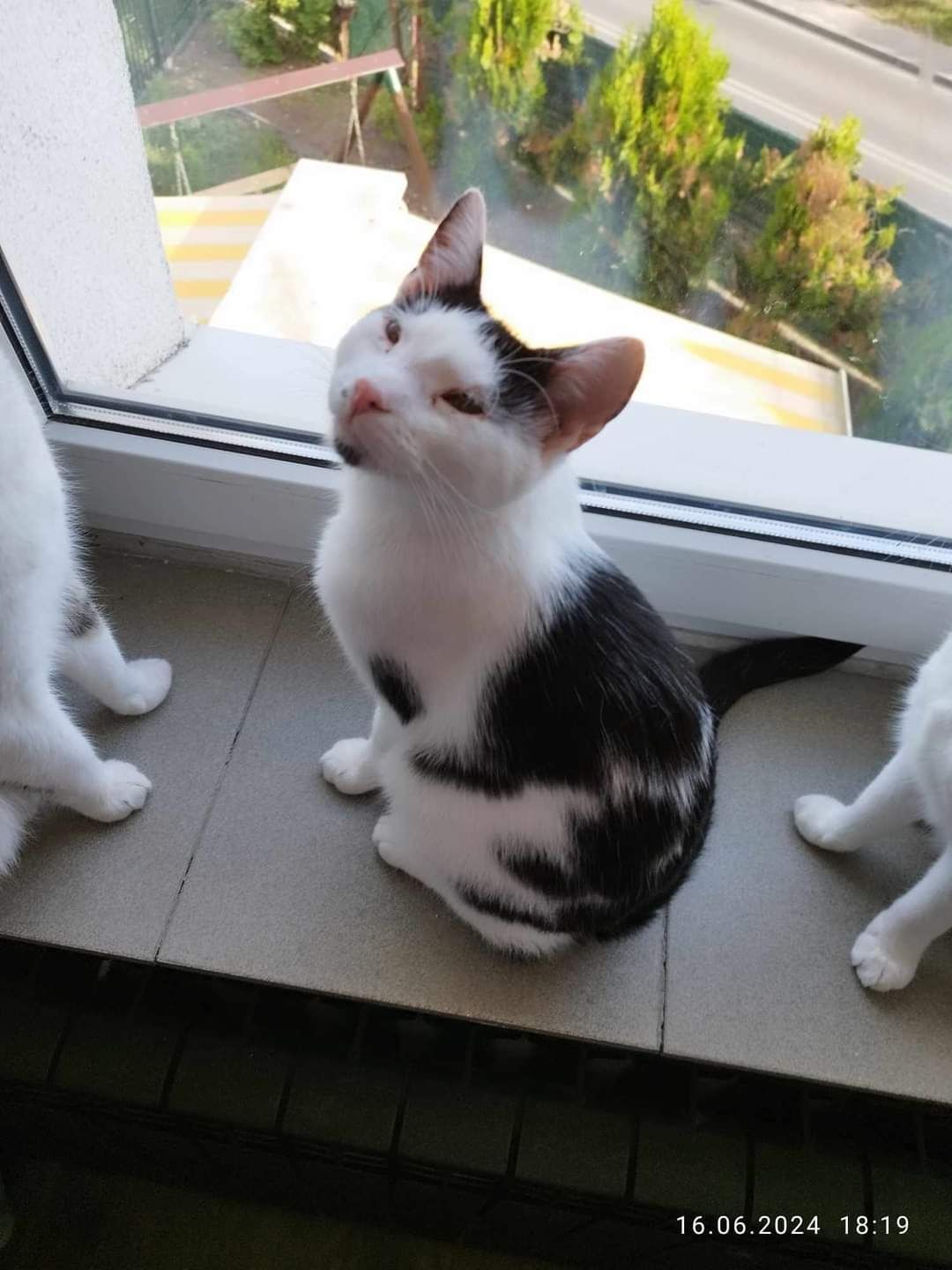 Młode koty kociaki do adopcji!