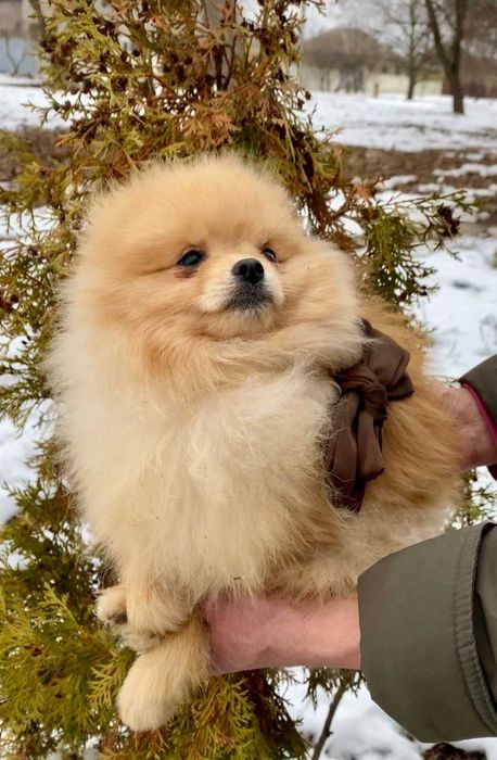 Мини малыш Померанский шпиц