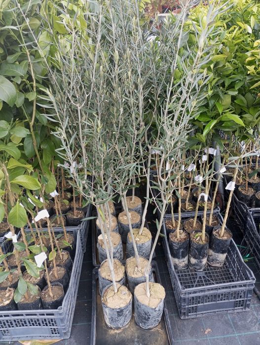 Drzewko Oliwki Europejskiej 140 cm wysokosci