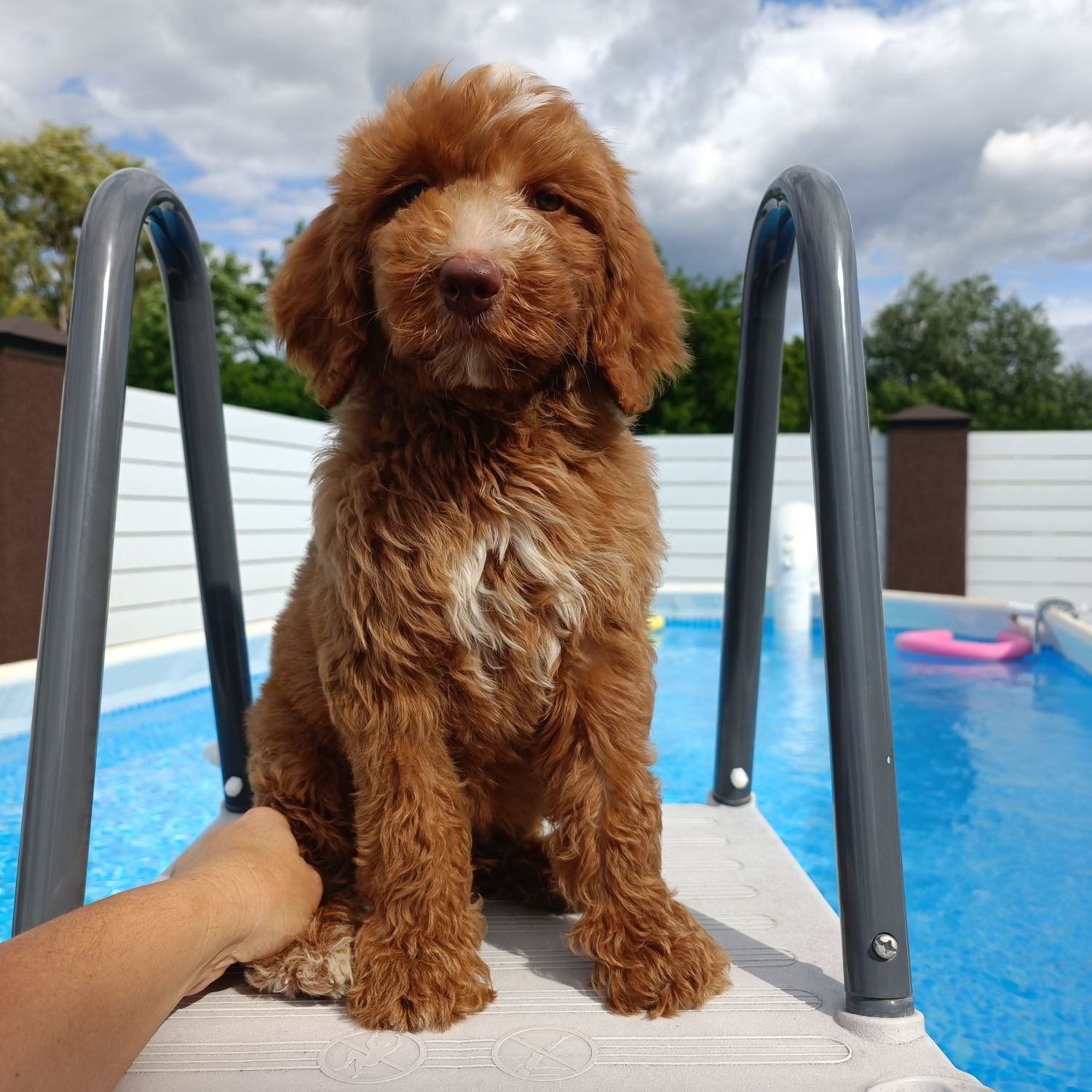 Goldendoodle F1b. Лабрадудль. Хлопчик. Київ
