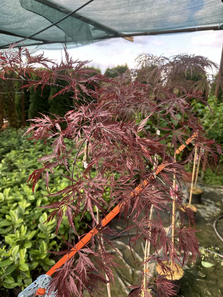 Klon palmowy red flamingo Acer