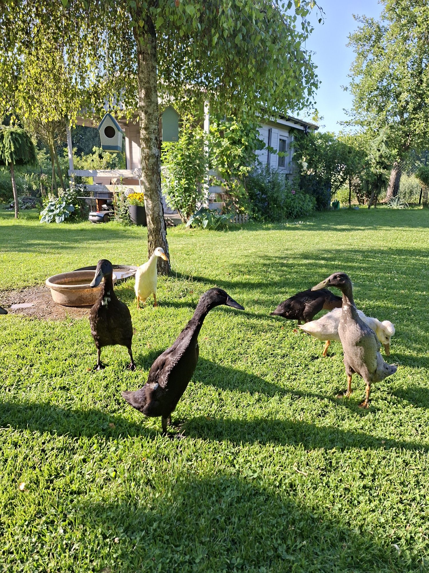 Sprzedam kaczuszki Biegusy