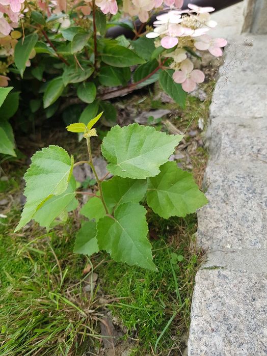 Brzózka/brzoza  sadzonka