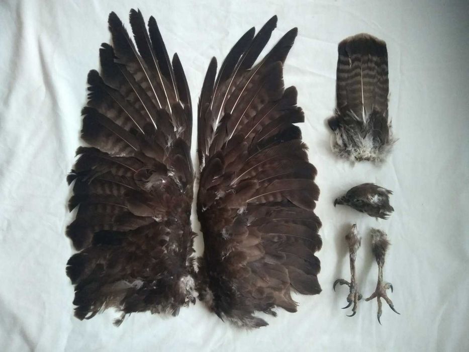 Череп , крылья , лапки , череп коншуна. Декор